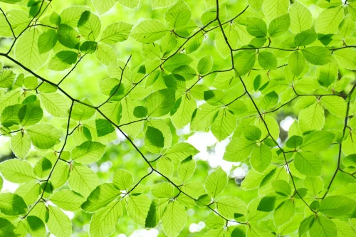 Hình nền lá cây 82