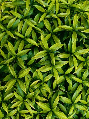 Hình nền lá cây 70