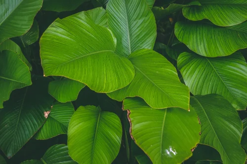 Hình nền lá cây 87