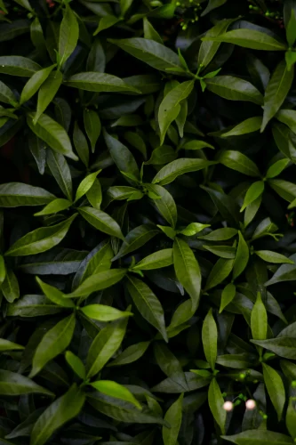 Hình nền lá cây 72