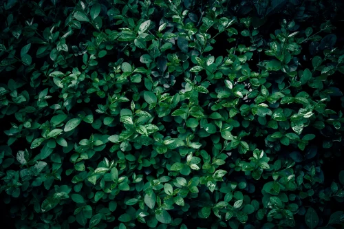 Hình nền lá cây 90