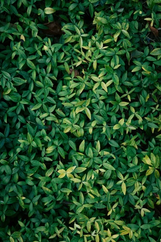Hình nền lá cây 80
