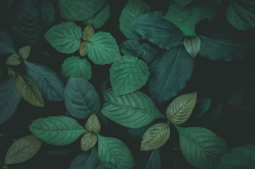 Hình nền lá cây 100