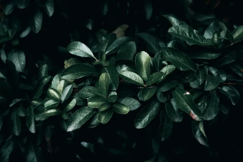 Hình nền lá cây 101