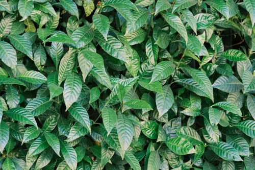 Hình nền lá cây 102