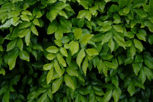 Hình nền lá cây 105