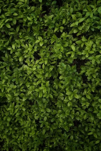 Hình nền lá cây 88