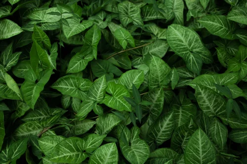 Hình nền lá cây 106