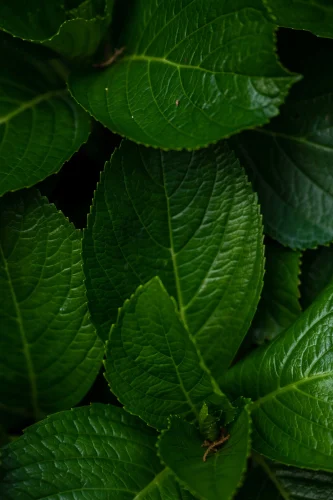 Hình nền lá cây 89