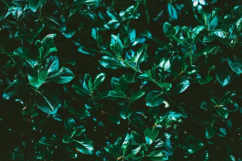 Hình nền lá cây 115