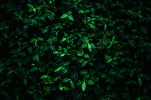 Hình nền lá cây 116