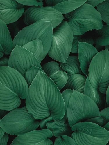 Hình nền lá cây 100