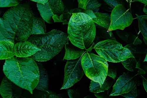 Hình nền lá cây 120