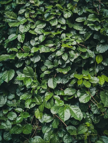 Hình nền lá cây 107