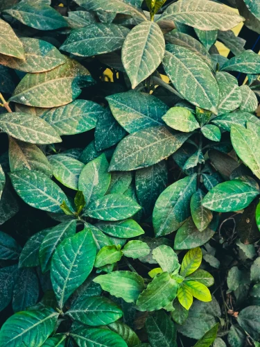 Hình nền lá cây 110