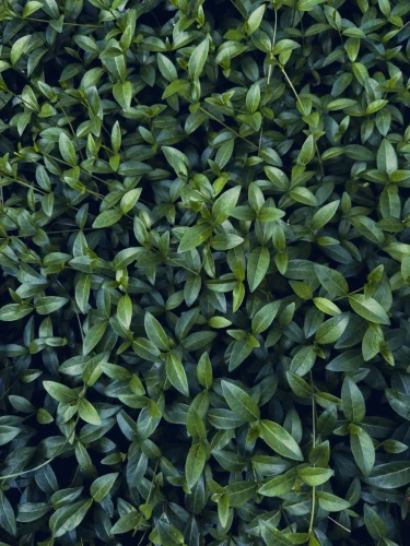Hình nền lá cây 111