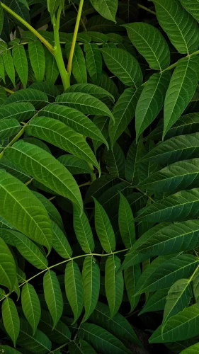Hình nền lá cây 112