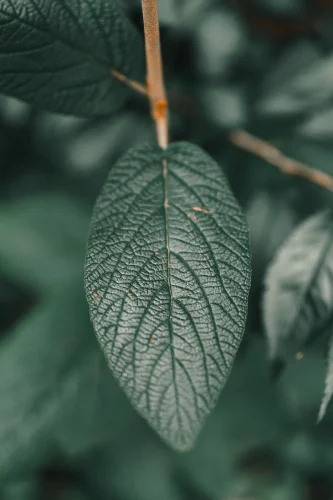 Hình nền mệnh Mộc 5