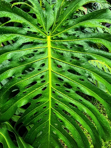 Hình nền mệnh Mộc 8