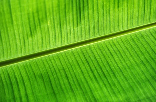 Hình nền mệnh Mộc 8