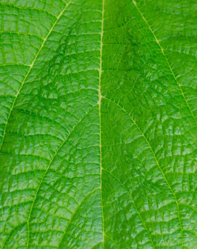 Hình nền mệnh Mộc 20
