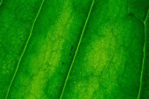 Hình nền mệnh Mộc 24