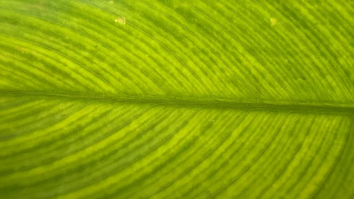 Hình nền mệnh Mộc 27