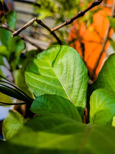Hình nền mệnh Mộc 36