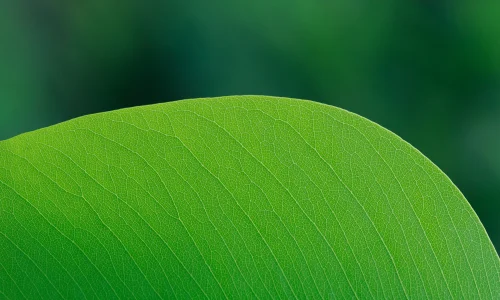 Hình nền mệnh Mộc 31