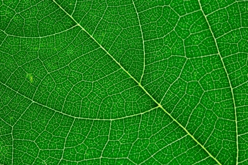 Hình nền mệnh Mộc 49