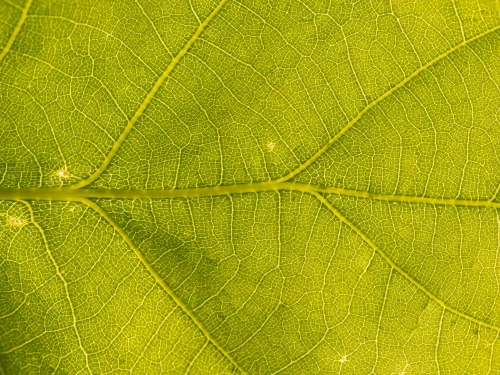 Hình nền mệnh Mộc 54