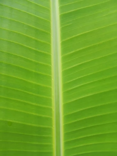 Hình nền mệnh Mộc 78