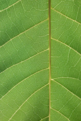 Hình nền mệnh Mộc 91