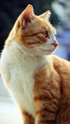 Hình nền mèo 5