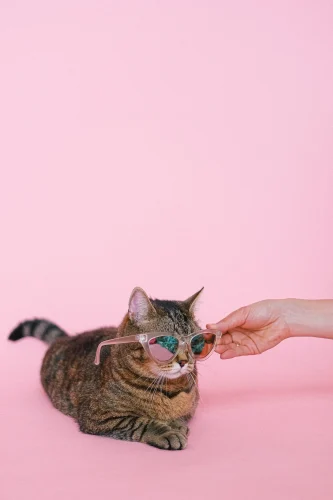 Hình nền mèo 7