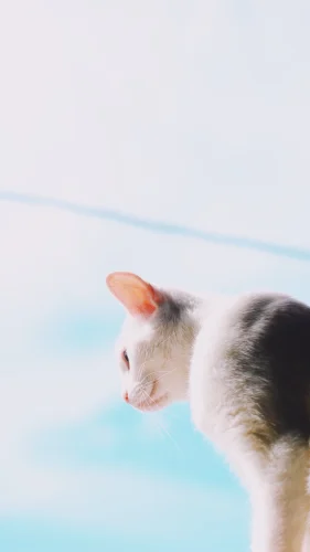 Hình nền mèo 12