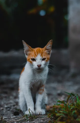 Hình nền mèo 69