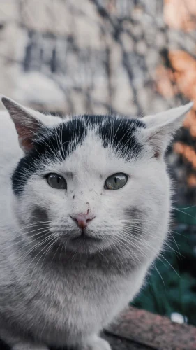 Hình nền mèo 72
