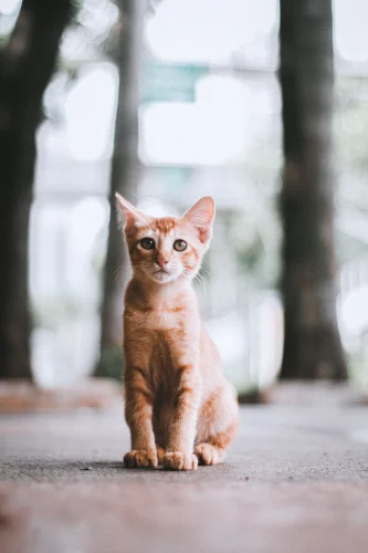 Hình nền mèo 83
