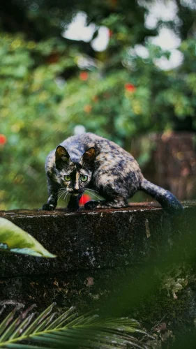 Hình nền mèo 100