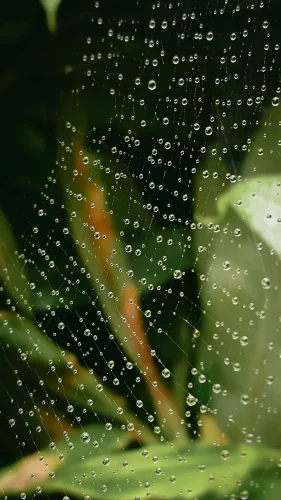 Hình nền mưa 2