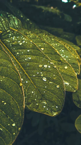 Hình nền mưa 12