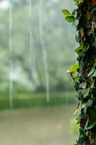 Hình nền mưa 25