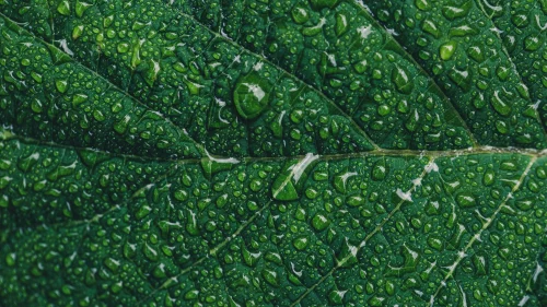 Hình nền mưa 7