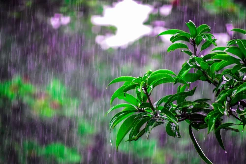 Hình nền mưa 9