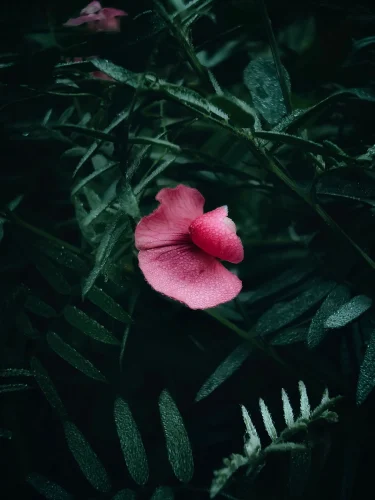 Hình nền mưa 123
