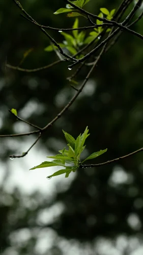 Hình nền mưa 145