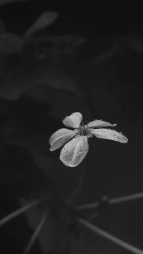 Hình nền mưa 147