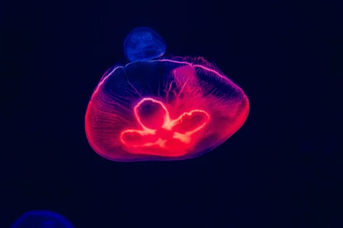 Hình nền neon 13