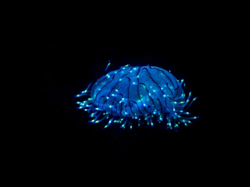Hình nền neon 27